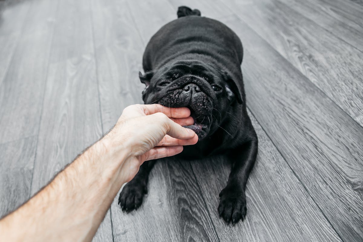 Black Pug on Gray Wooden Floor